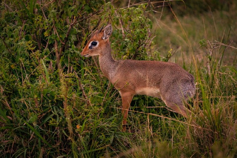 062 Masai Mara.jpg